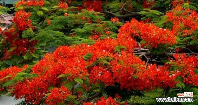 深入探索凤凰花的象征意义 凤凰花的花语及其意义