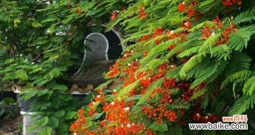 深入探索凤凰花的象征意义 凤凰花的花语及其意义