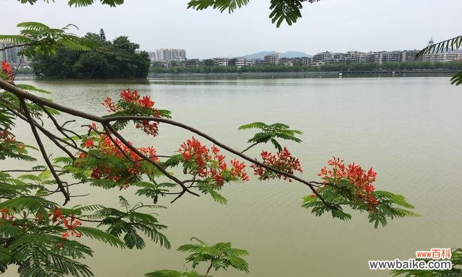 凤凰花的花语及其传承的独特魅力 凤凰花