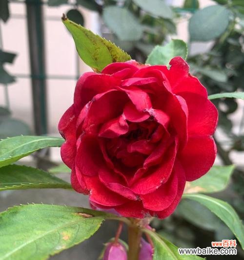 凤仙花品种与色彩多样 凤仙花的多彩世界