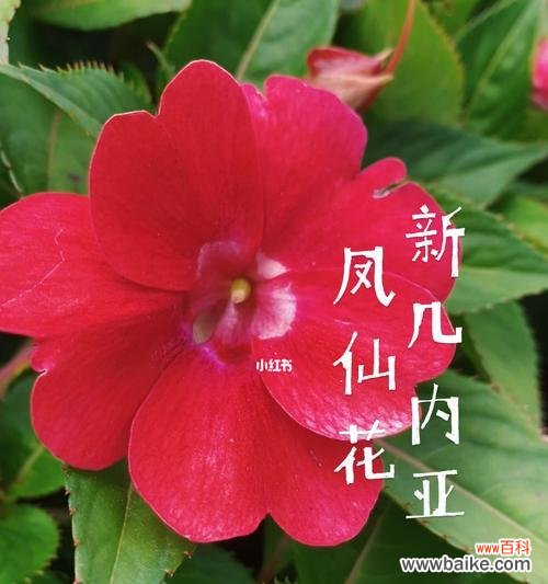 凤仙花品种与色彩多样 凤仙花的多彩世界