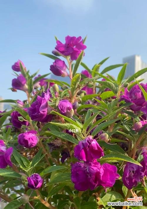 探索凤仙花的意义与特性 凤仙花