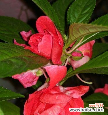 探索凤仙花的意义与特性 凤仙花