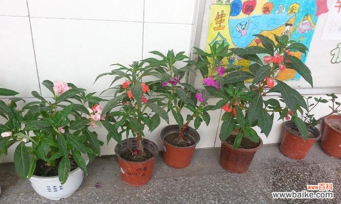 探索凤仙花的意义与特性 凤仙花