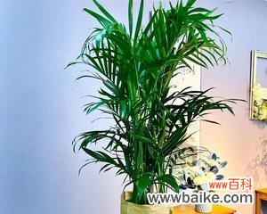 探索凤尾竹开花的好坏和其风水象征 凤尾竹开花的风水寓意