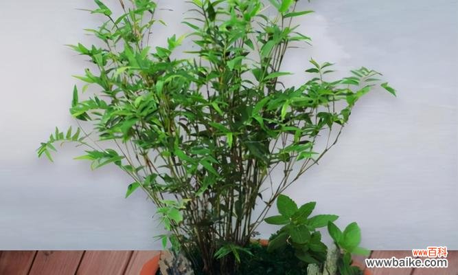 探索凤尾竹开花的好坏和其风水象征 凤尾竹开花的风水寓意