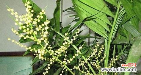 探索凤尾竹开花的好坏和其风水象征 凤尾竹开花的风水寓意