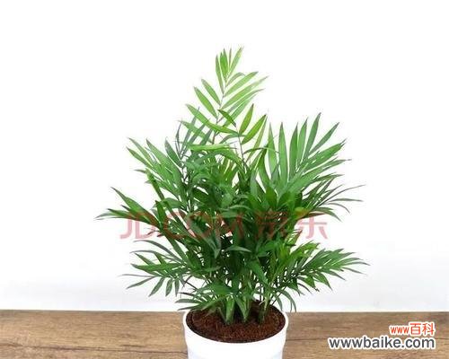 打造和谐与繁荣的风水环境 凤尾竹的风水寓意与摆放位置