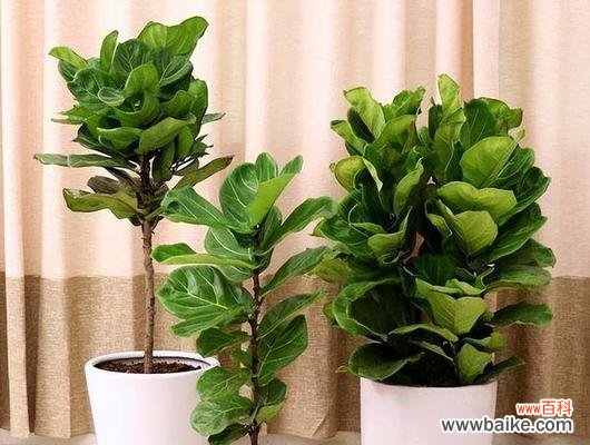 摆放风水与凤尾葵的意义 凤尾葵的寓意与风水象征