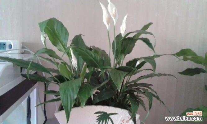 摆放风水与凤尾葵的意义 凤尾葵的寓意与风水象征