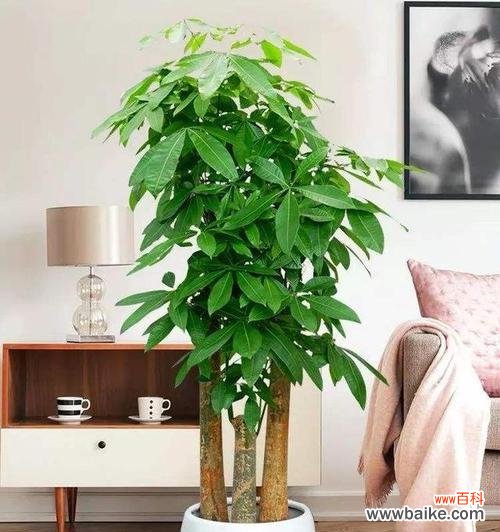 摆放风水与凤尾葵的意义 凤尾葵的寓意与风水象征