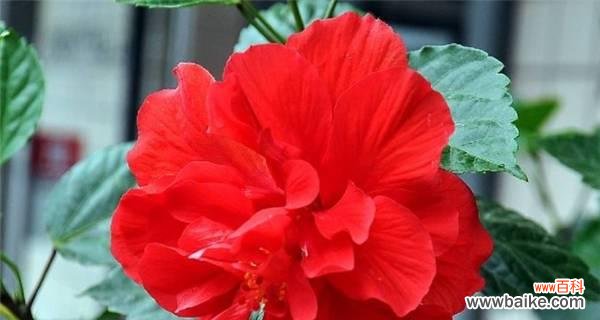 探寻扶桑花风水的奥秘 扶桑花风水的寓意与作用