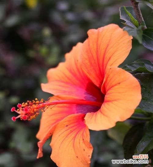 探寻扶桑花风水的奥秘 扶桑花风水的寓意与作用