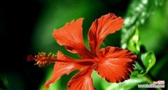 唤醒生命的美丽花朵——扶桑花的寓意与传承 扶桑花的象征意义与文化传承