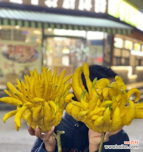 揭示佛手的神秘力量与文化内涵 佛手的象征意义及文化传承