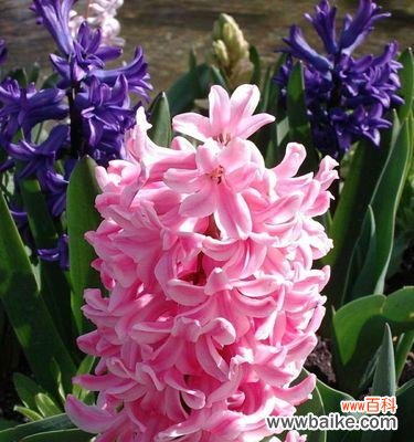 探索粉色风信子的花语与美丽传承 粉色风信子的花语及其美丽传承