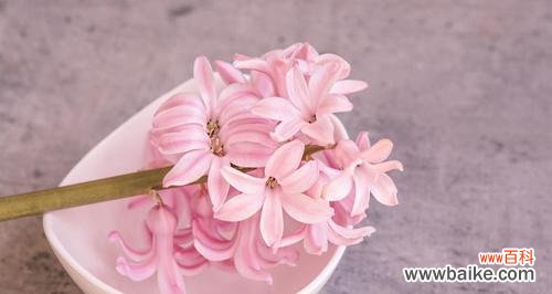 探索粉色风信子的花语与美丽传承 粉色风信子的花语及其美丽传承