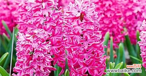 探索粉色风信子的花语与美丽传承 粉色风信子的花语及其美丽传承