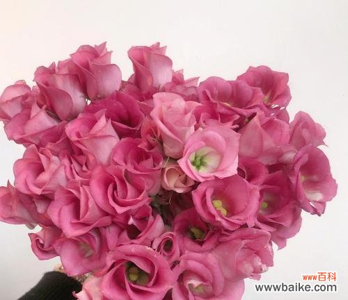 桔梗花语的丰富含义与文化意义 粉色桔梗花语