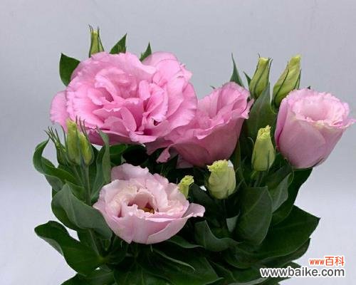 桔梗花语的丰富含义与文化意义 粉色桔梗花语