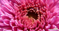 解读粉色菊花所传递的情感与寓意 粉色菊花花语的深意