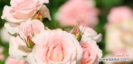 解读粉色菊花所传递的情感与寓意 粉色菊花花语的深意