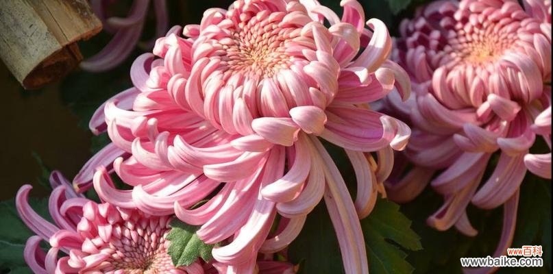解读粉色菊花所传递的情感与寓意 粉色菊花花语的深意