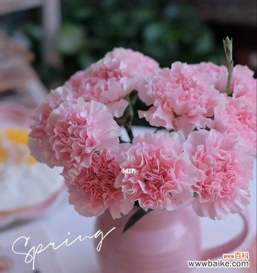 用康乃馨传达爱意与祝福 粉色康乃馨的花语与美丽心意