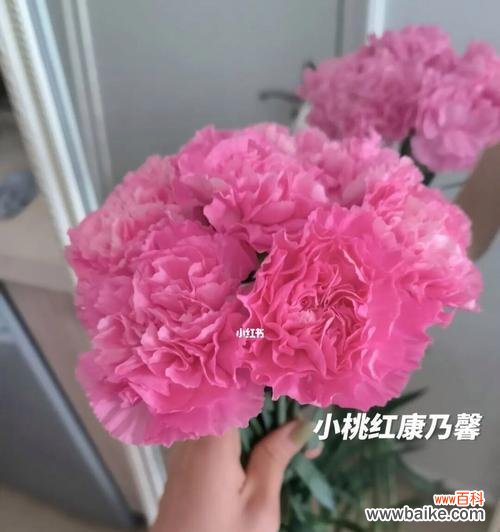 用康乃馨传达爱意与祝福 粉色康乃馨的花语与美丽心意