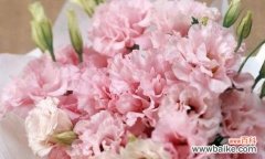 康乃馨之美 粉色康乃馨花语的美丽寓意