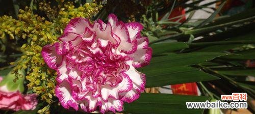 康乃馨之美 粉色康乃馨花语的美丽寓意