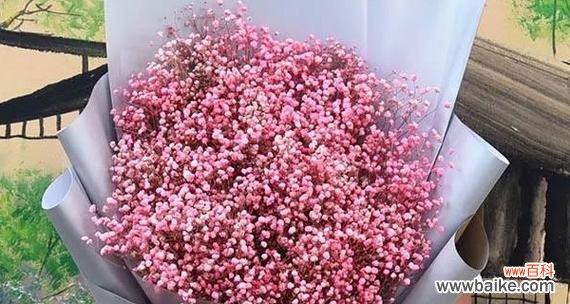 探寻花语世界中的浪漫与温柔 粉色满天星的花语