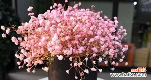 探寻花语世界中的浪漫与温柔 粉色满天星的花语