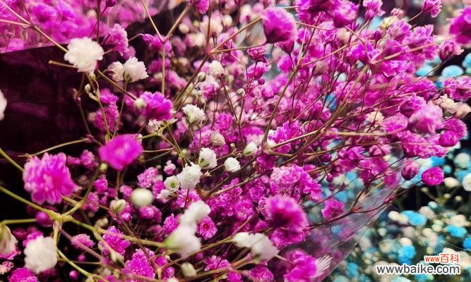 甜蜜满满的爱意 粉色满天星的花语