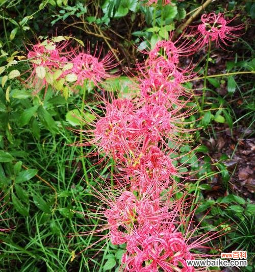 娇艳花朵散发甜蜜情愫 粉色曼珠沙华花语——绽放爱与美的象征