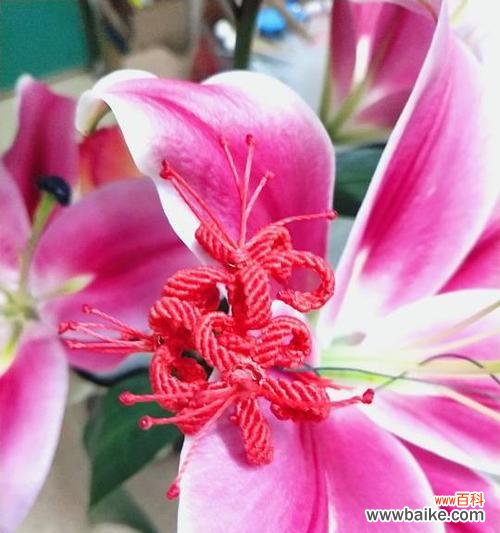 娇艳花朵散发甜蜜情愫 粉色曼珠沙华花语——绽放爱与美的象征