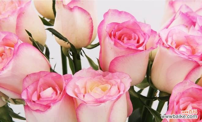 探索粉色玫瑰的浪漫气息与象征意义 粉色玫瑰的美丽与含义