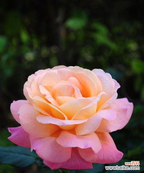 探索粉色玫瑰花在爱情 粉色玫瑰花的寓意