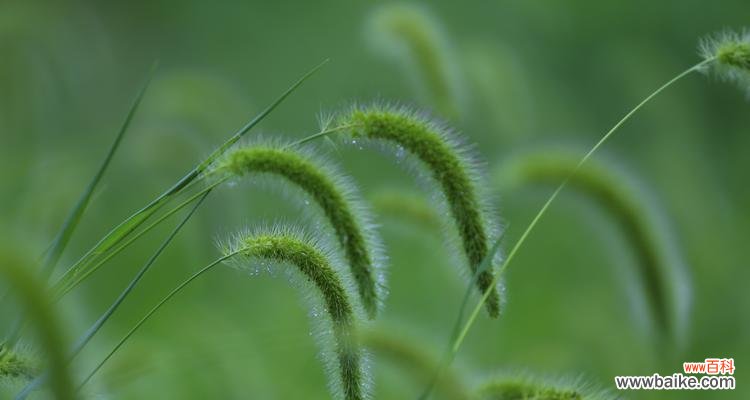 绽放在岁月中的喜悦与希望 探寻狗尾巴花的花语之美