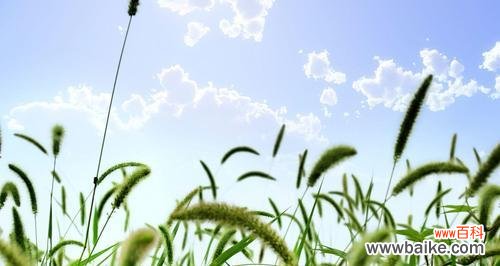 揭秘狗尾草的花朵所传递的神秘讯息 探寻狗尾草花语之美