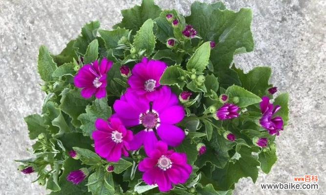 探寻瓜叶菊花语的历史渊源与当代价值 瓜叶菊花语的意义与传承