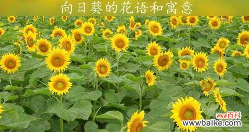 探寻向日葵花语的深层意义 向日葵花语