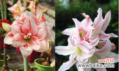 花语 探寻以孤挺花的生日花语之虚羽飘香