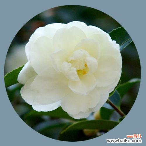 花语 探寻以孤挺花的生日花语之虚羽飘香