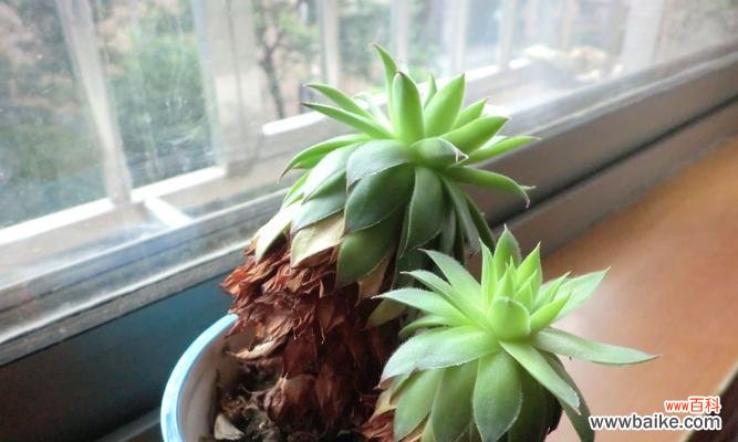 以观音莲开花的美丽与智慧 以观音莲开花的寓意和象征意义