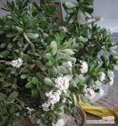 寓意深远的广东万年青 广东万年青开花