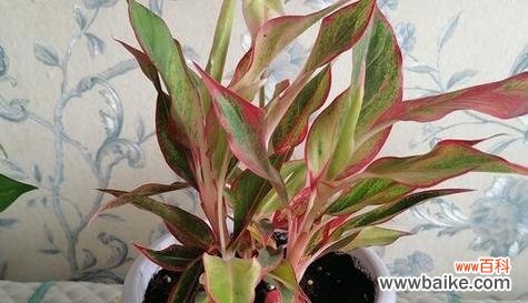 寓意深远的广东万年青 广东万年青开花