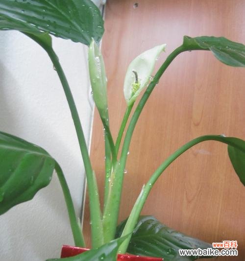 寓意深远的广东万年青 广东万年青开花