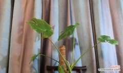 揭示龟背竹的力量与成长之道 以龟背竹的寓意——坚韧不拔