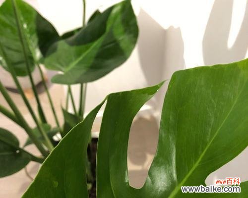 揭示龟背竹的力量与成长之道 以龟背竹的寓意——坚韧不拔